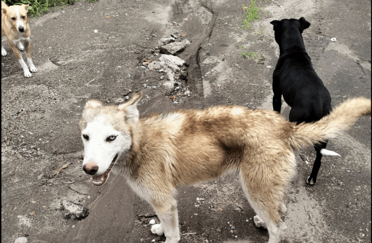Gobierno de Corregidora presenta denuncia ante Fiscalía por presunto maltrato animal